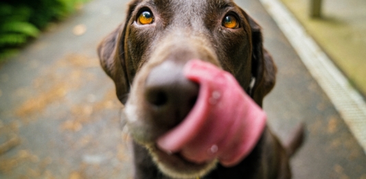 Estes apps prometem fazer você falar com seu cachorro; confira